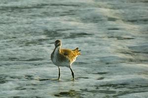 willet entra nas ondas do oceano atlântico ao nascer do sol em myrtle beach south carolina foto