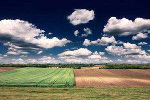 paisagem rural com campo de trigo em um dia ensolarado