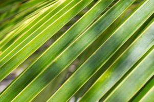 fundo de folhas de palmeira de perto