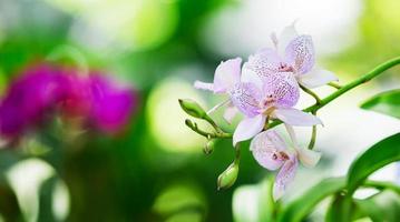 híbrido de orquídea laeliocattleya foto