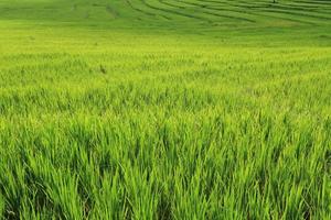 terraço campos verdes de arroz da estação agrícola foto