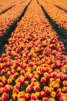 campo de tulipa
