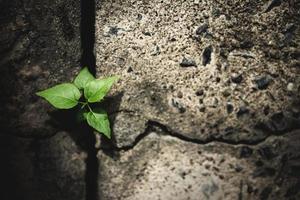 recuperação e desafio no conceito de vida ou de negócios símbolo de crise econômica ou sistema de ecologia novo crescimento de plantas verdes em concreto rachado foto