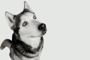 husky siberiano em um fundo branco foto