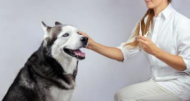 médico veterinário cuidando de um animal de estimação foto