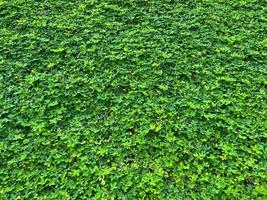 fundo de grama verde com gotas de chuva nas folhas foto