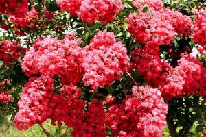 flores rosa em árvore de murta crepe