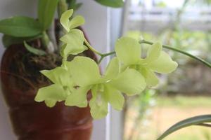 close-up de lindas flores de orquídea verde dendrobium areedang no jardim em fundo desfocado. ótimo para decoração interna e externa. foto