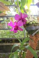 foco seletivo da bela orquídea dendrobium ou dendrobium sp. flor no jardim. família das orquídeas foto