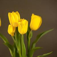 tulipas amarelas em uma superfície cinza