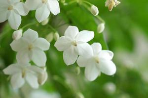 foto macro de flores brancas com fragrância (wrightia religiosa ben