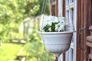 lindas flores de petúnia com pétalas brancas florescendo em um vaso pendurado foto