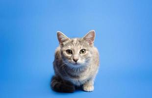 gato malhado bonito está olhando curiosamente para a câmera em um fundo azul. lindo gatinho engraçado. quebrando a quarta parede. curiosidade e atenção, gatinho brincalhão. retrato, sentado posando. foto