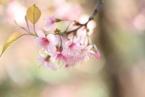 flores de cerejeira sakura foto