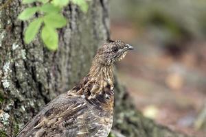 galo silvestre ruffed nos bosques do norte foto