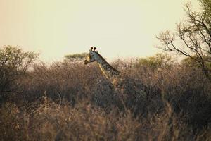 girafa vagando pelo mato foto