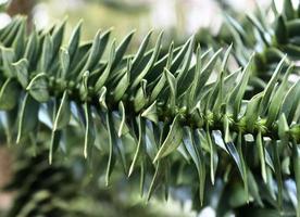 lindas folhas verdes de plantas e diferentes sebes e paredes foto