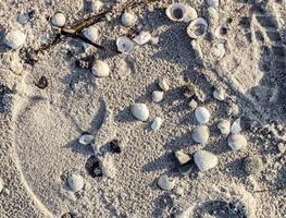detalhada vista de perto em conchas em uma praia de areia no mar Báltico. foto