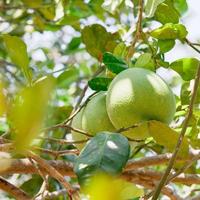 pomelo fresco pendurado na árvore, frutas cítricas naturais, toranja em fundo de folhas verdes. conceito de frutas da estação. foto