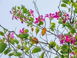 árvore de orquídea roxa, árvore de orquídea de hong kong, bauhinia roxa no jardim foto