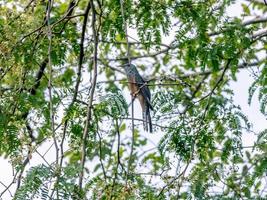 cuco queixoso empoleirado na árvore foto