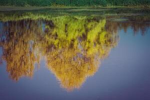 reflexão de árvores no rio retrô foto