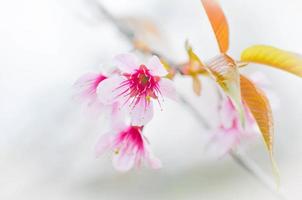 sakura flor de cerejeira foto