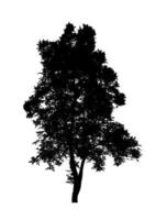 silhueta de árvore para pincel no fundo branco foto
