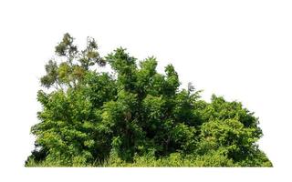 árvores verdes isoladas no fundo branco. são floresta e folhagem no verão para impressão e páginas da web foto