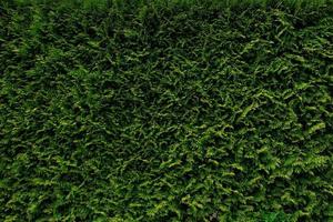 belas folhas verdes de árvores thuja, papel de parede de fundo da natureza, arbustos de parede, protetor de tela. fundo verde brilhante para papel de parede e pano de fundo. thuja occidentalis. cerca viva verde no jardim ou quintal. foto