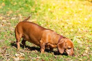 cão bassê na grama foto