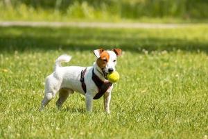 Jack Russell terrier foto