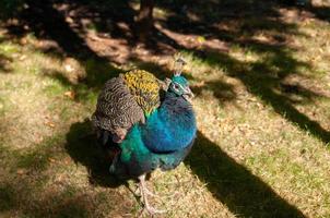 pavão no zoológico foto