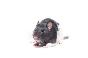 rato em fundo branco foto