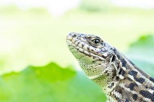 lagarto na grama foto