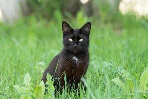 gato preto na grama foto