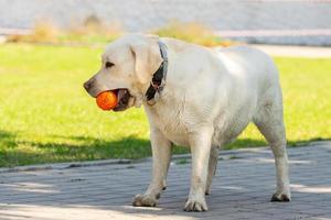 cão labrador retriever com bola foto