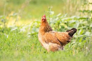 frango na grama foto