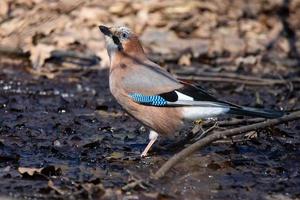 eurasian jay garrulus glandarius foto