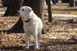 labrador retriever amarelo foto