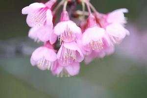 flores de cerejeira sakura foto