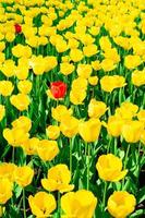 tulipas amarelas fecham o fundo foto