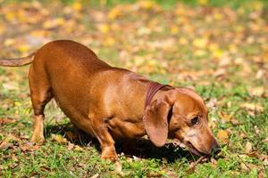 cão bassê na grama foto