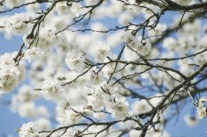flor de árvore de damasco