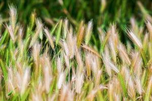 verão natureza trigo grama campo paisagens rurais foto