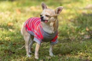 cachorro chihuahua na grama foto