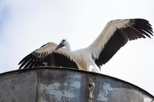 cegonha no ninho foto