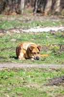 um cão na natureza foto