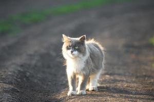 gato cinza na grama. foto