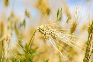 campo de trigo dourado com céu azul em fundo foto